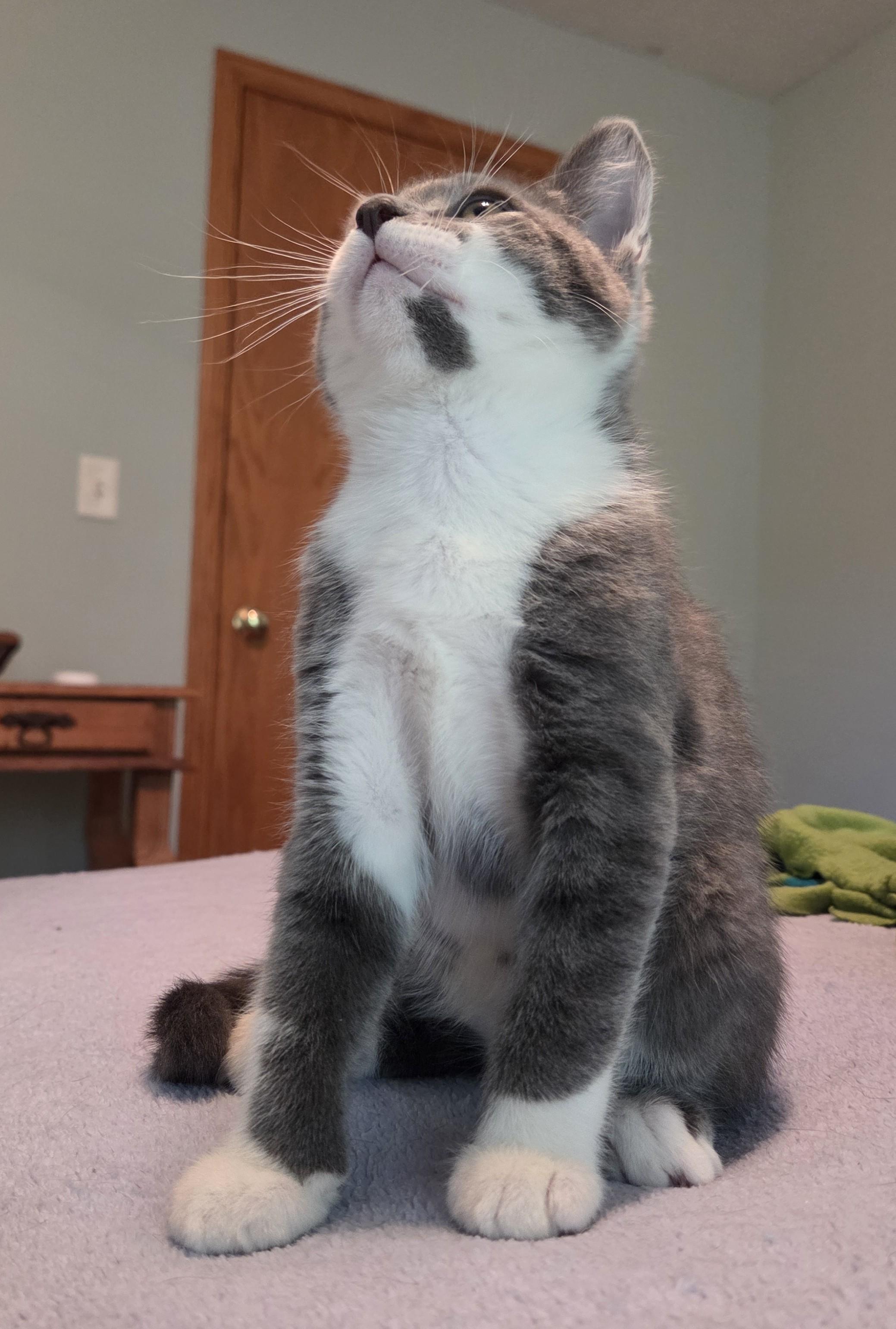 Enlarge Charlie, a Adoptable mixed breed in River Falls, WI image 3/5