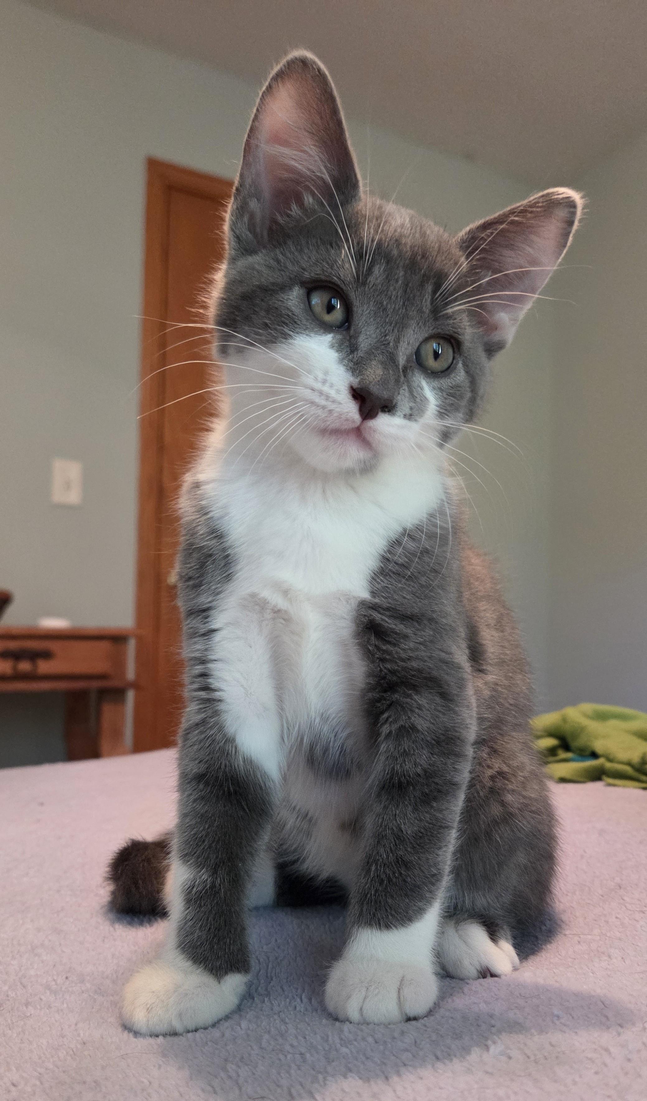 Enlarge Charlie, a Adoptable mixed breed in River Falls, WI image 2/5