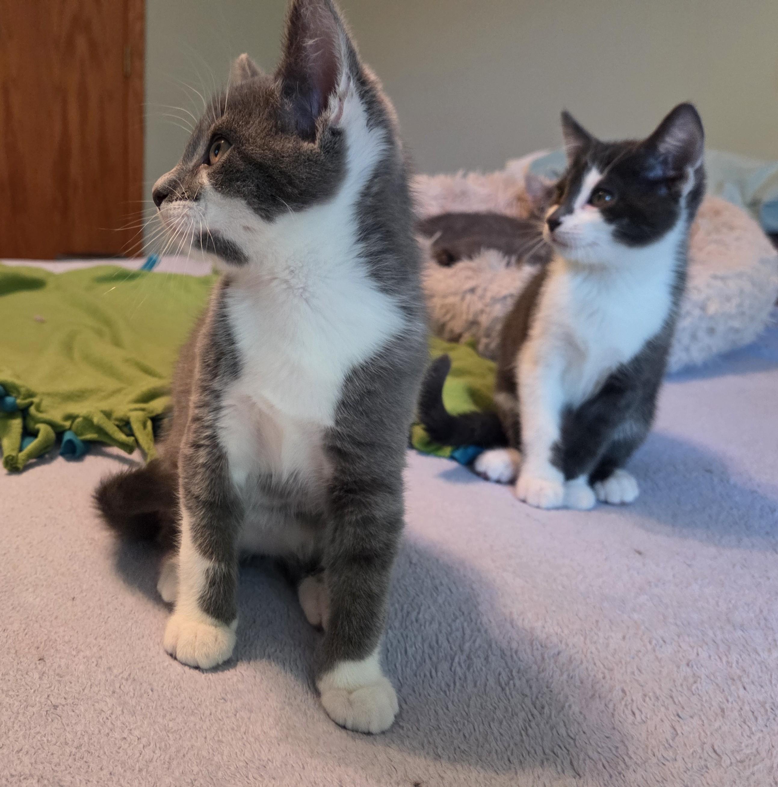 Enlarge Charlie, a Adoptable mixed breed in River Falls, WI image 5/5