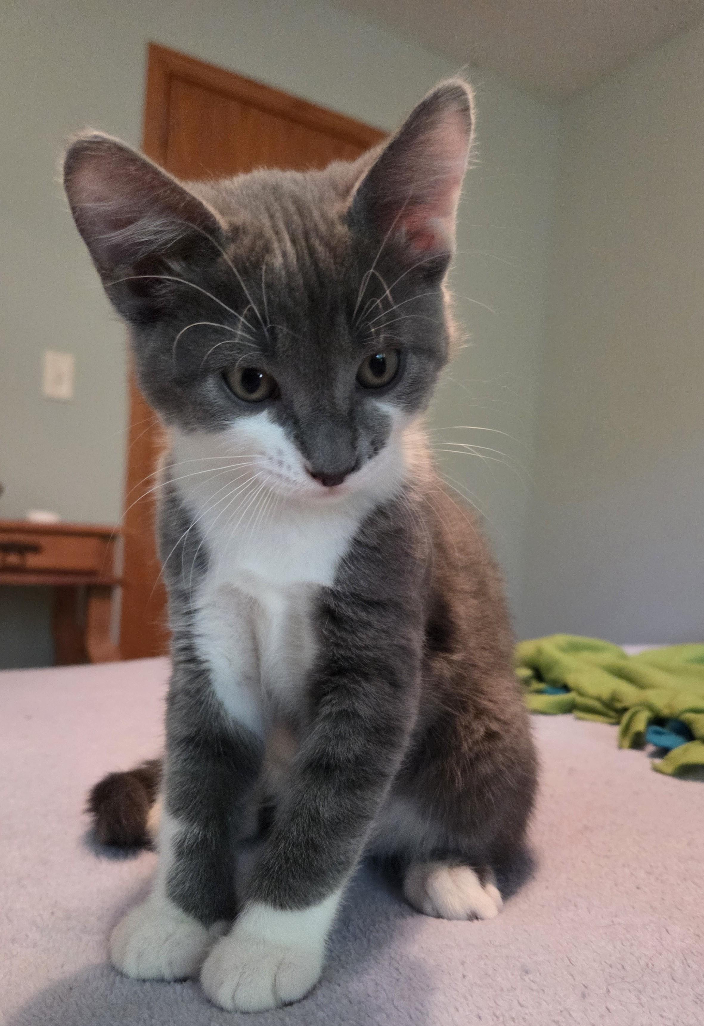 Enlarge Charlie, a Adoptable mixed breed in River Falls, WI image 4/5