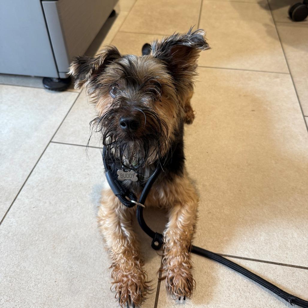 Buddy, Adoptable, Senior Male Yorkshire Terrier.