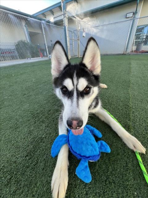 Enlarge HONEY, a Adoptable Husky in Chatsworth, CA image 1/1
