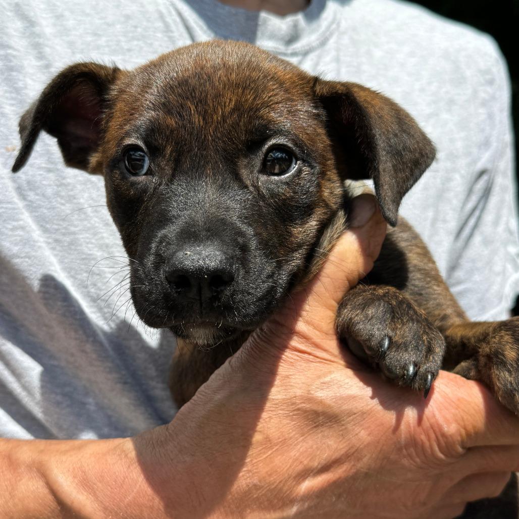 Enlarge NY Drift Avail Jun 13 (Choice Pet Carmel), a Adoptable mixed breed in Eastford, CT image 3/3