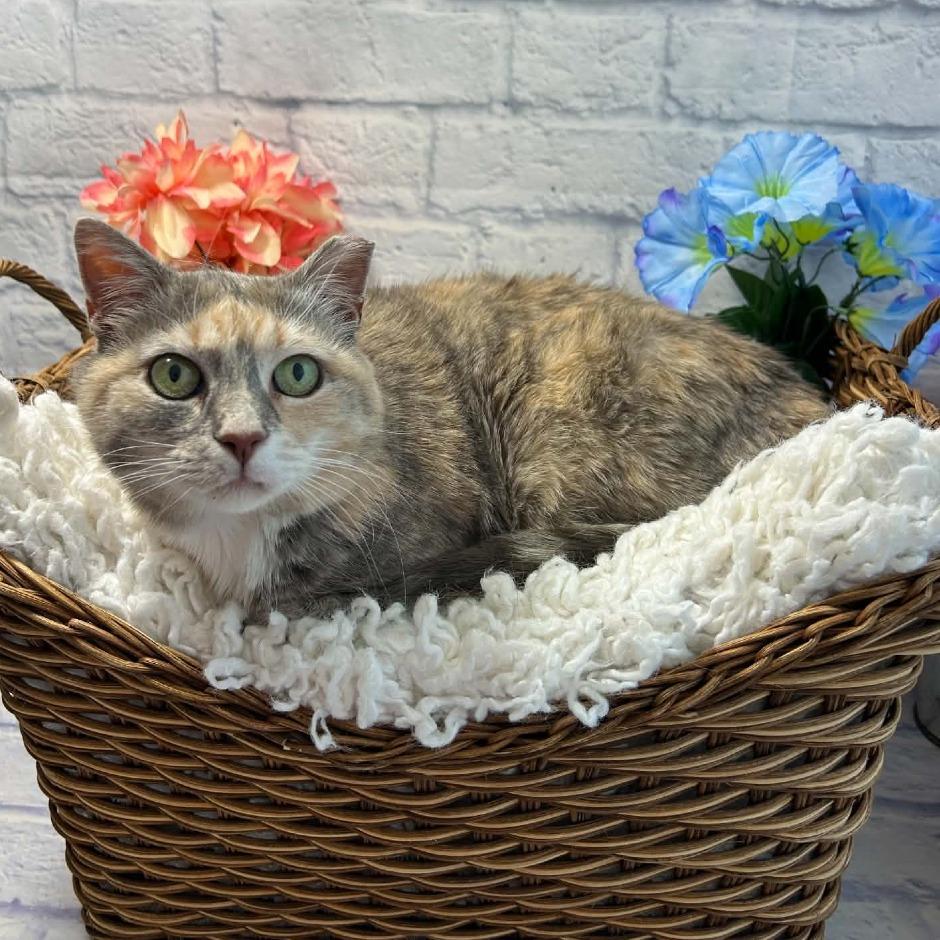 Enlarge Nova, a Adoptable Domestic Short Hair in Harrisonburg, VA image 1/6