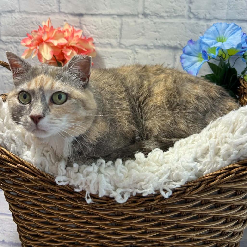 Enlarge Nova, a Adoptable Domestic Short Hair in Harrisonburg, VA image 2/6