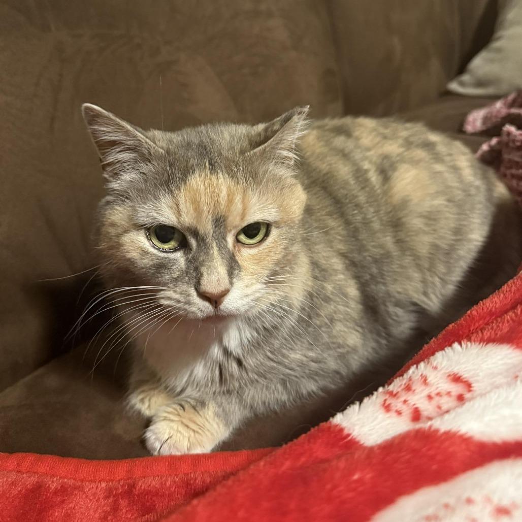 Nova, Adoptable, Young Female Domestic Short Hair.