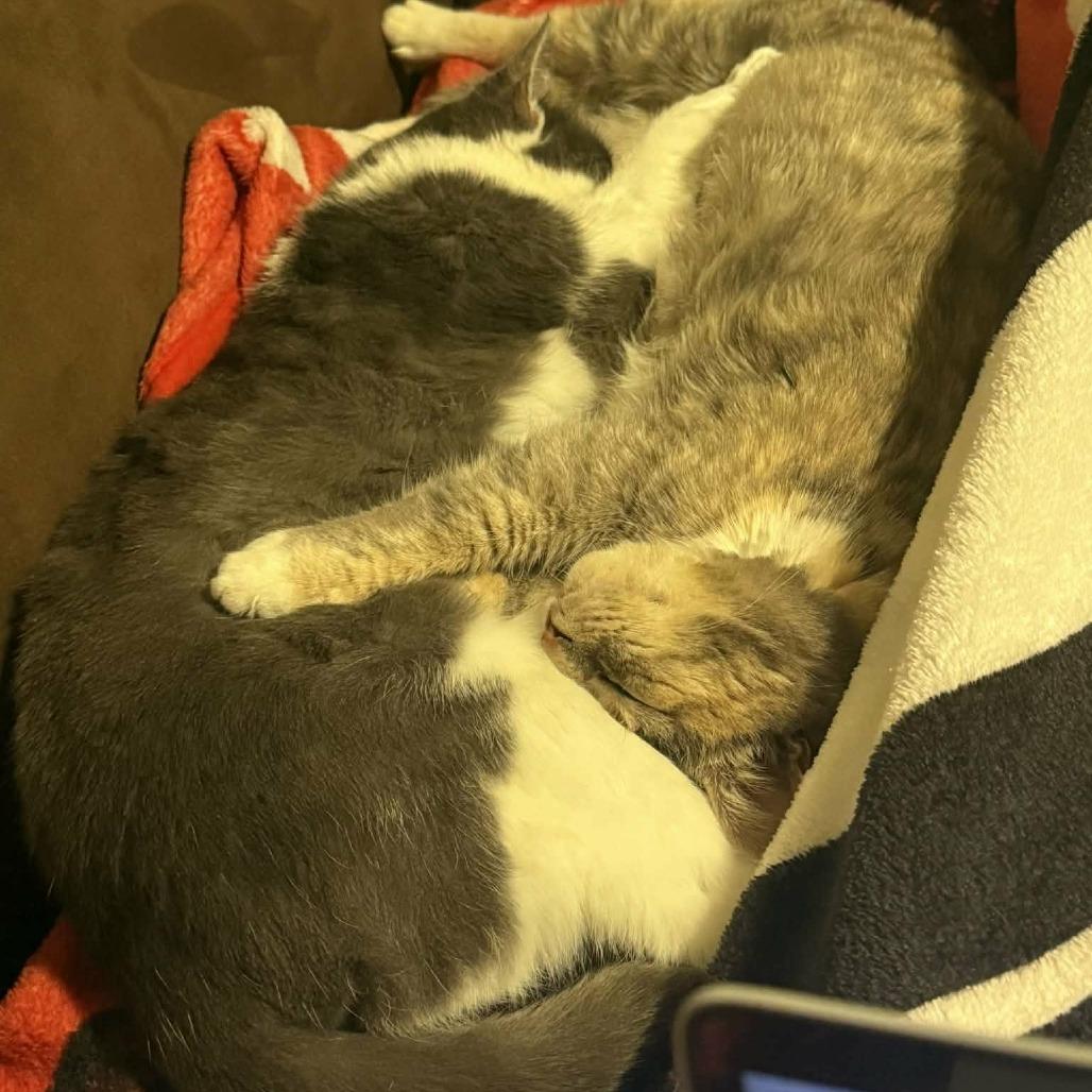 Nova, Adoptable, Young Female Domestic Short Hair.