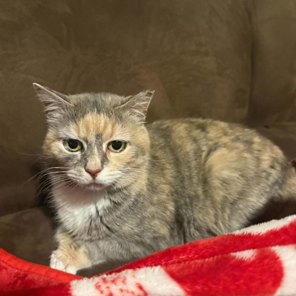 Enlarge Nova, a Adoptable Domestic Short Hair in Harrisonburg, VA image 5/6