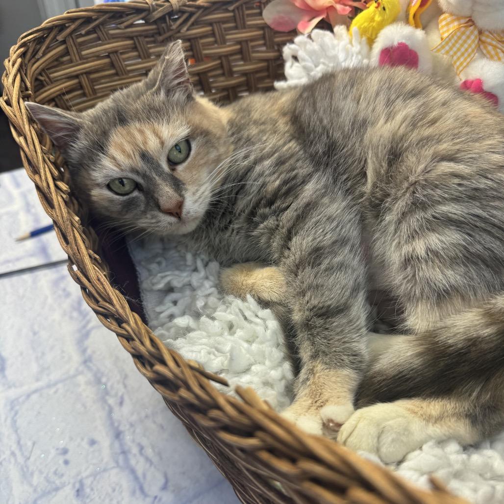 Enlarge Nova, a Adoptable Domestic Short Hair in Harrisonburg, VA image 2/2