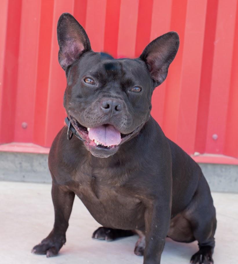 BUZZ, Adoptable, Adult Male French Bulldog & Mixed Breed.