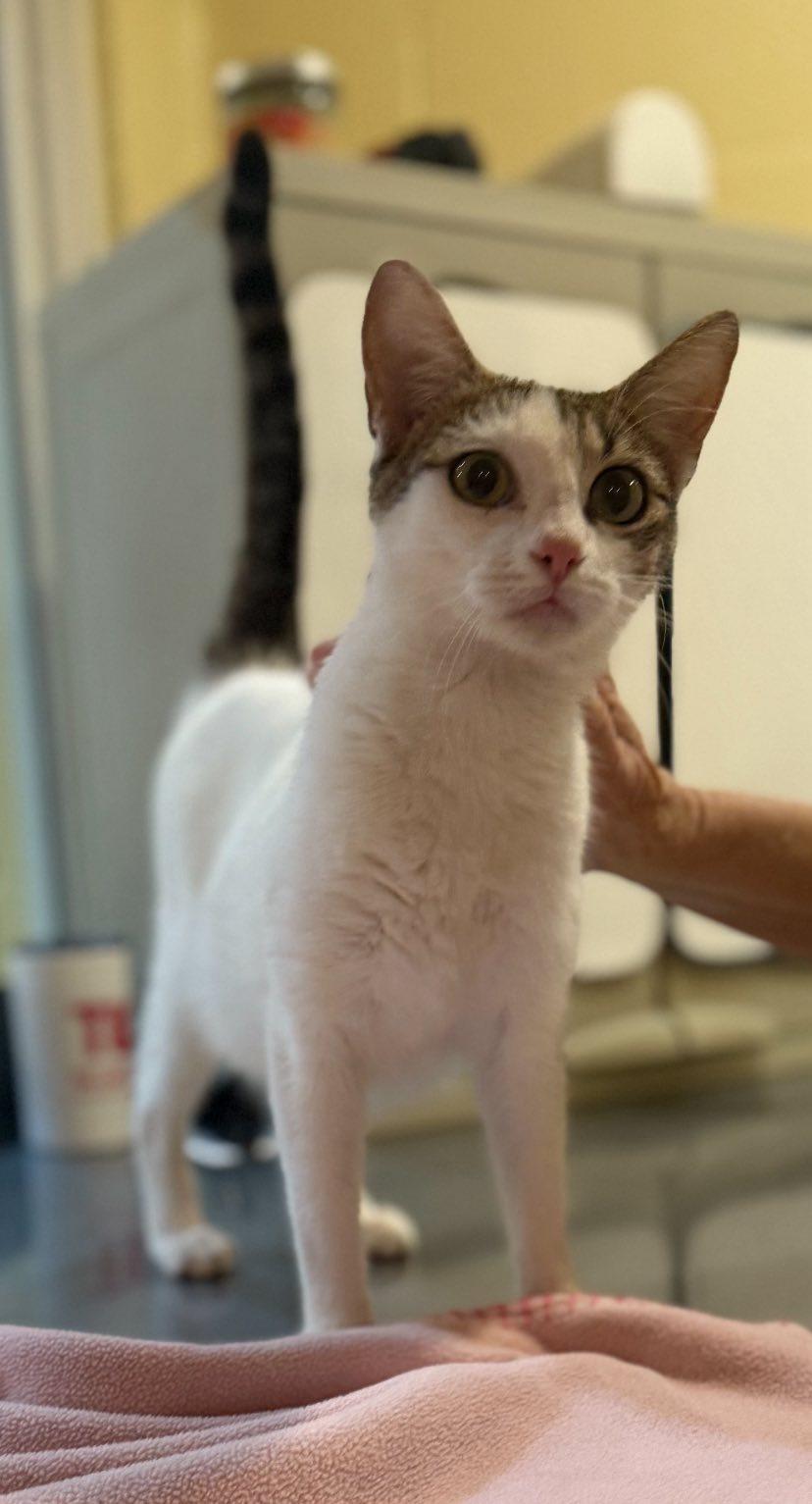 Enlarge Buffy, an adoptable American Shorthair in Guntersville, AL image 1/2