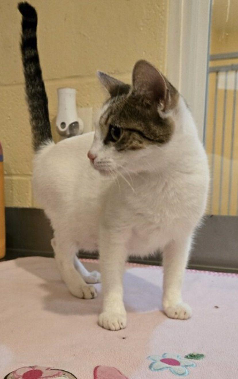 Enlarge Buffy, an adoptable American Shorthair in Guntersville, AL image 2/2