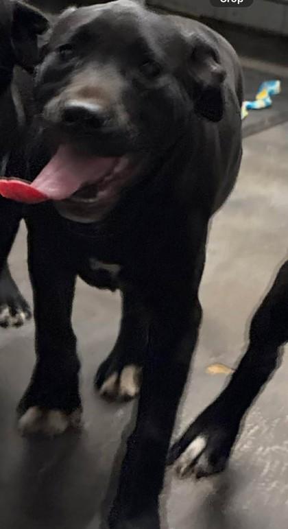 Bunny (Sponsored), ADOPTABLE, Young Female Black Labrador Retriever.