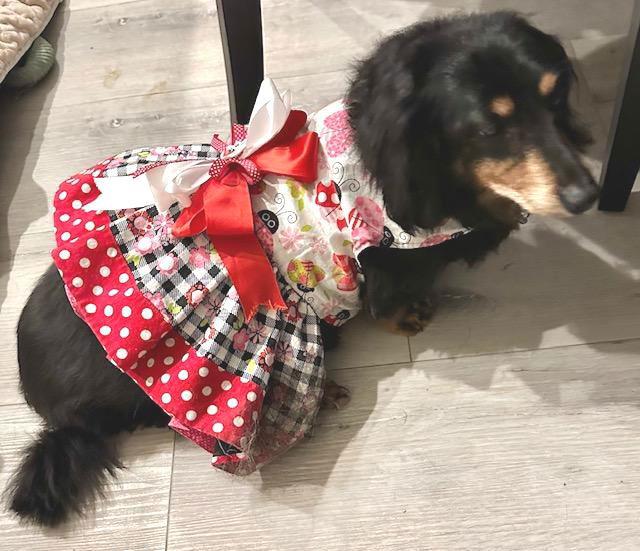 Mimi  -  Las Vegas, Adoptable, Senior Female Dachshund.