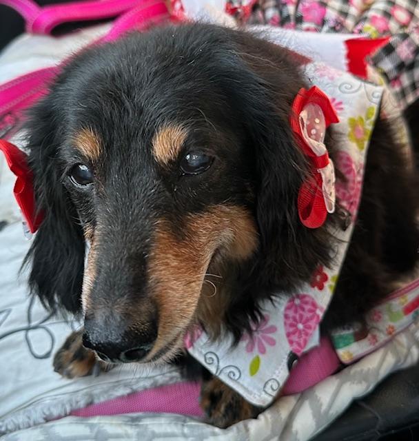 Enlarge Mimi  -  Las Vegas, a Adoptable Dachshund in Los Angeles, CA image 2/3