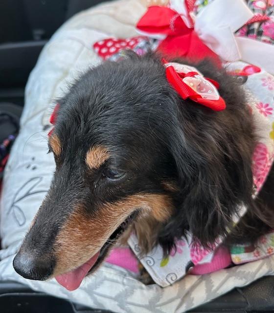 Enlarge Mimi  -  Las Vegas, a Adoptable Dachshund in Los Angeles, CA image 3/3