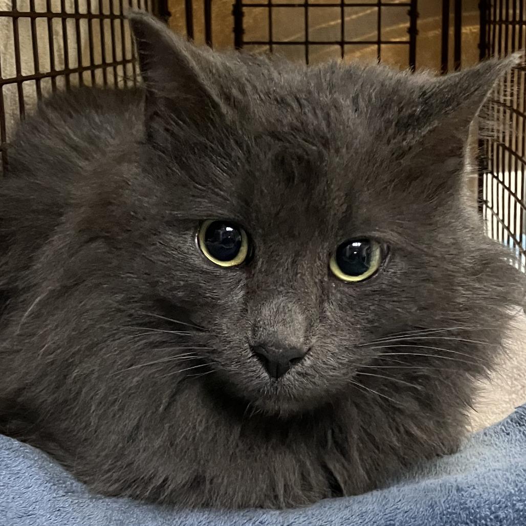 Nana, Adoptable, Adult Female Domestic Long Hair.