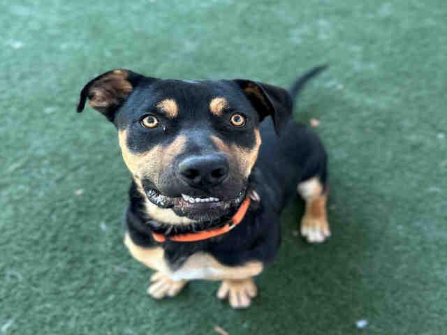 BUDDY, Adoptable, Young Male Basset Hound & Mixed Breed.