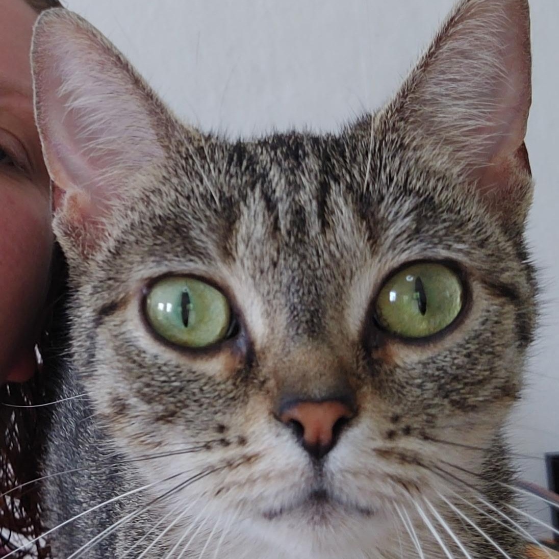 Enlarge Moki, a Adoptable Domestic Short Hair in Fair Haven, VT image 2/3