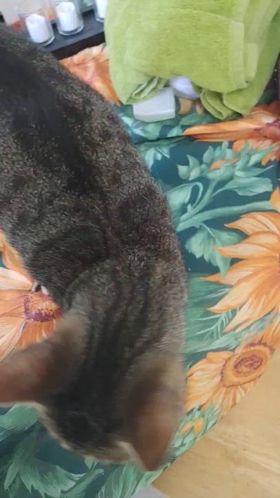 Enlarge Moki, a Adoptable Domestic Short Hair in Fair Haven, VT video 3/3