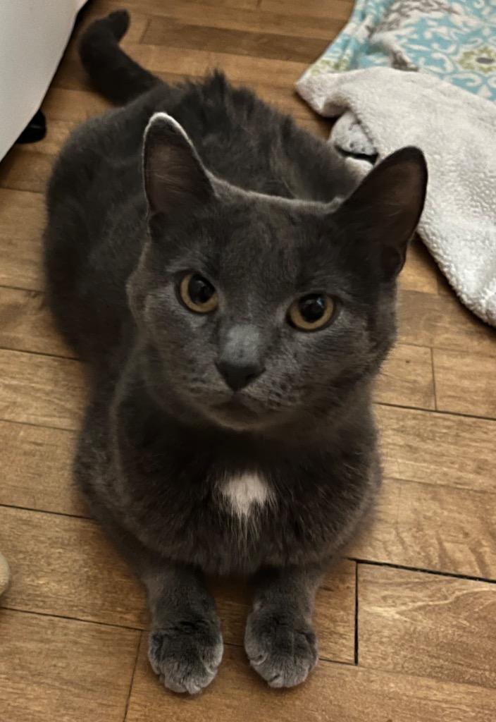 Diamond, Adoptable, Young Female Domestic Short Hair.