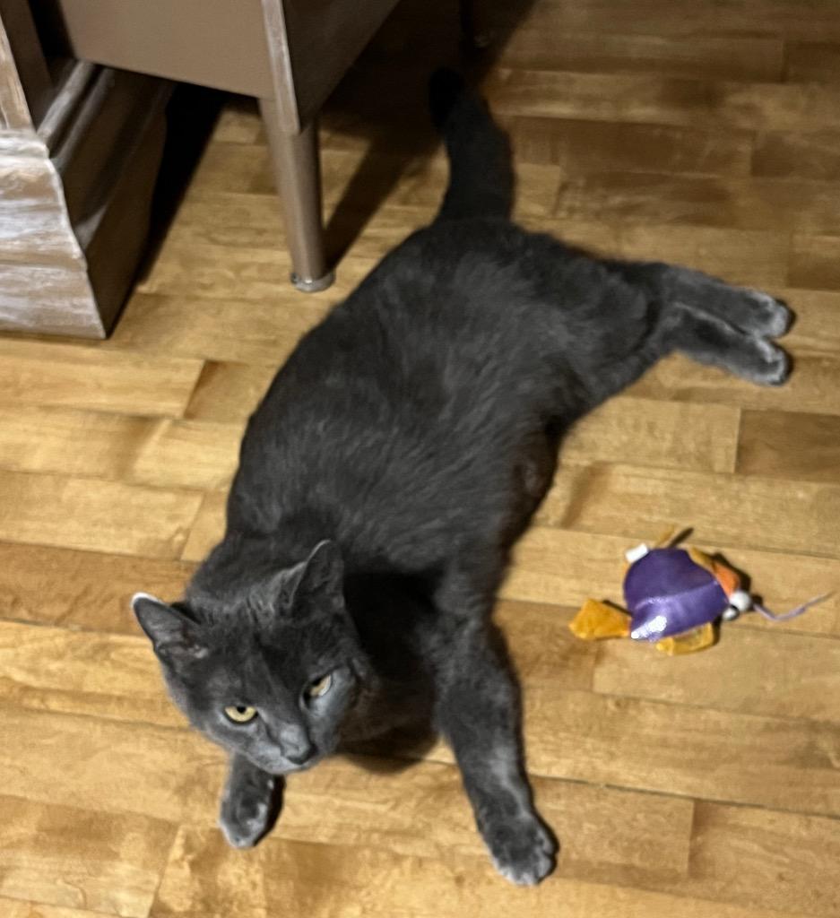 Diamond, a Adoptable mixed breed in Fond Du Lac, WI image 2/5