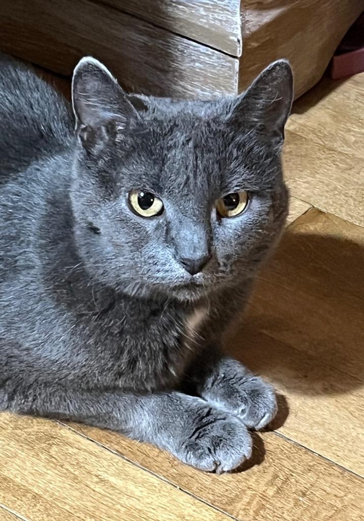 Diamond, a Adoptable mixed breed in Fond Du Lac, WI image 3/5