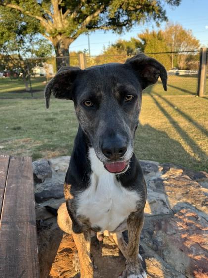 Doodog, Adoptable, Adult Male Mixed Breed & Mixed Breed.