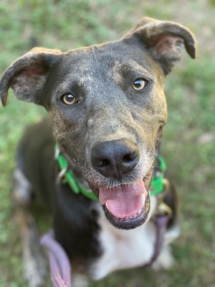 Enlarge Doodog, a Adoptable Mixed Breed in Memphis, TN image 2/3