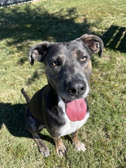 Enlarge Doodog, a Adoptable Mixed Breed in Memphis, TN image 3/3