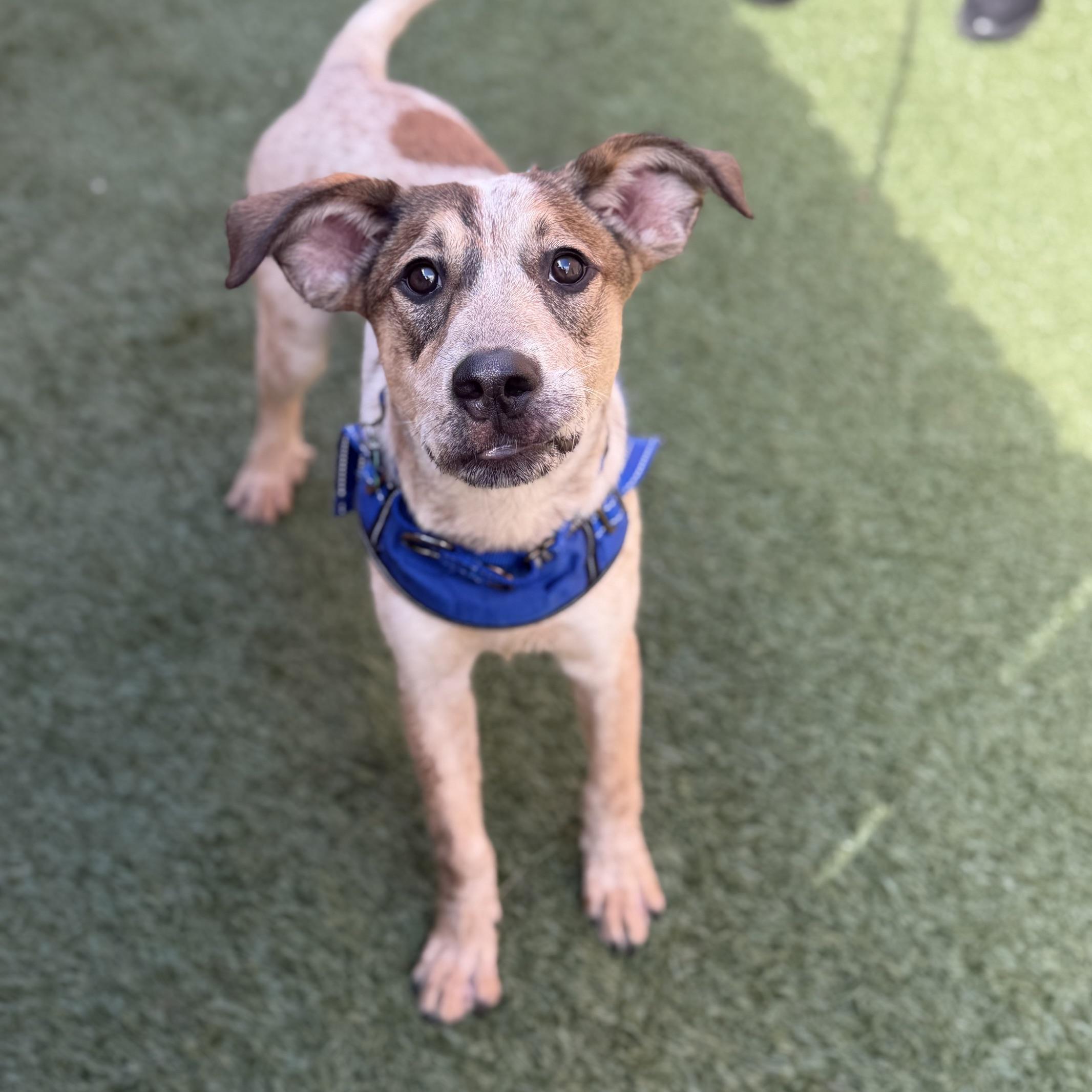 Enlarge Kash, an adopted mixed breed in Schaumburg, IL image 2/3