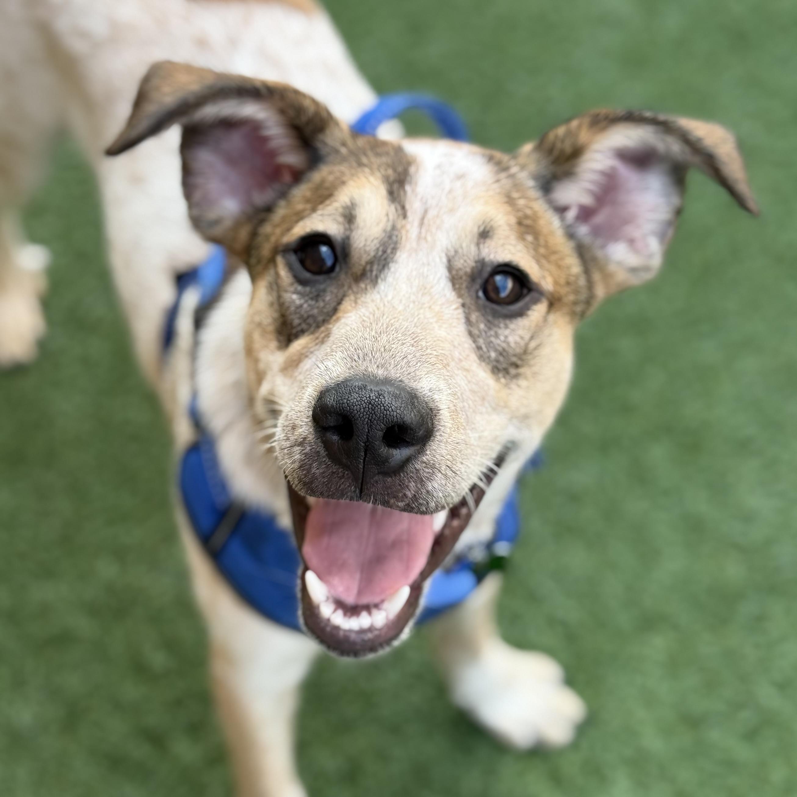 Enlarge Kash, an adopted mixed breed in Schaumburg, IL image 1/3