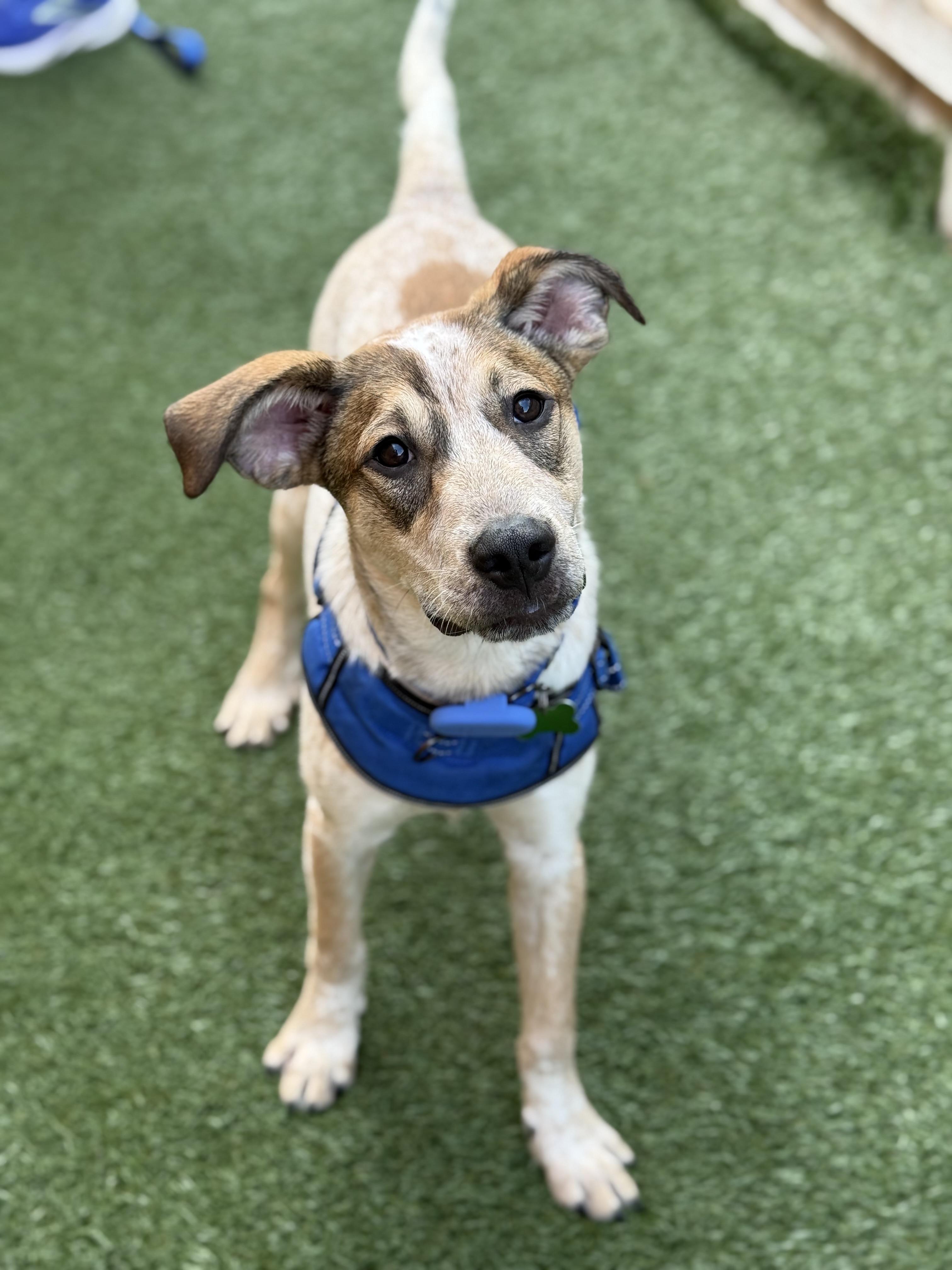 Enlarge Kash, an adopted mixed breed in Schaumburg, IL image 3/3