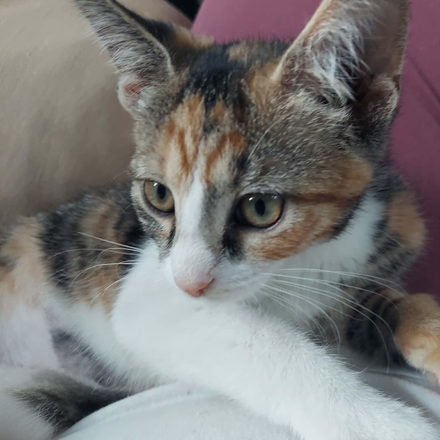 Junebug, Adoptable, Kitten Female Domestic Short Hair.