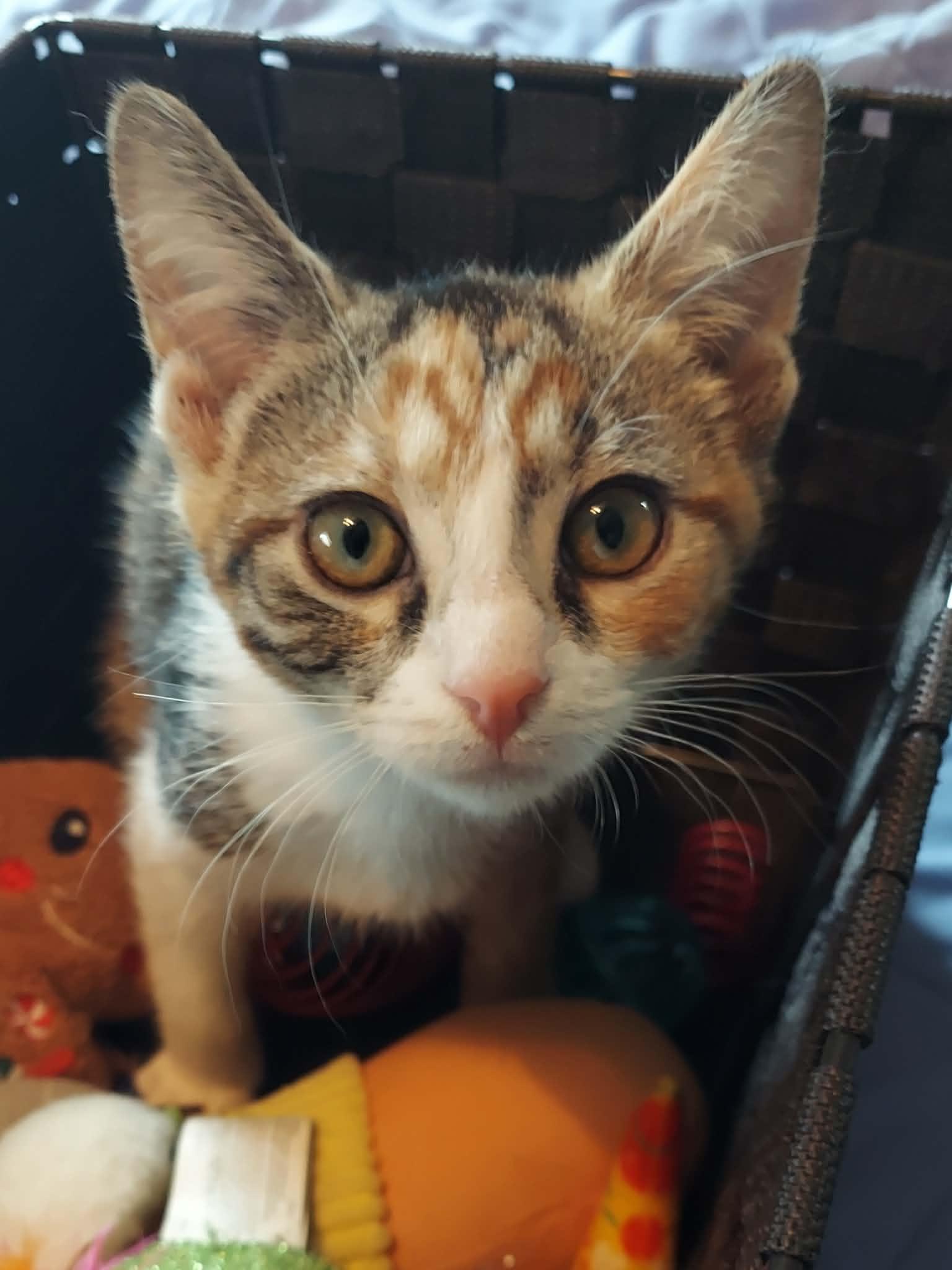 Enlarge Junebug, a Adoptable Domestic Short Hair in North Huntingdon, PA image 4/5