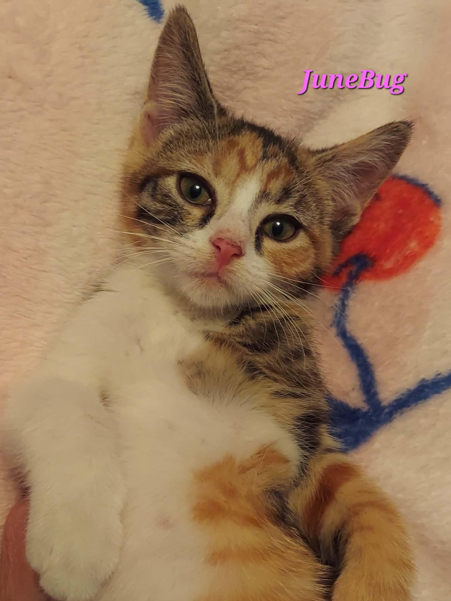 Enlarge Junebug, a Adoptable Domestic Short Hair in North Huntingdon, PA image 5/5