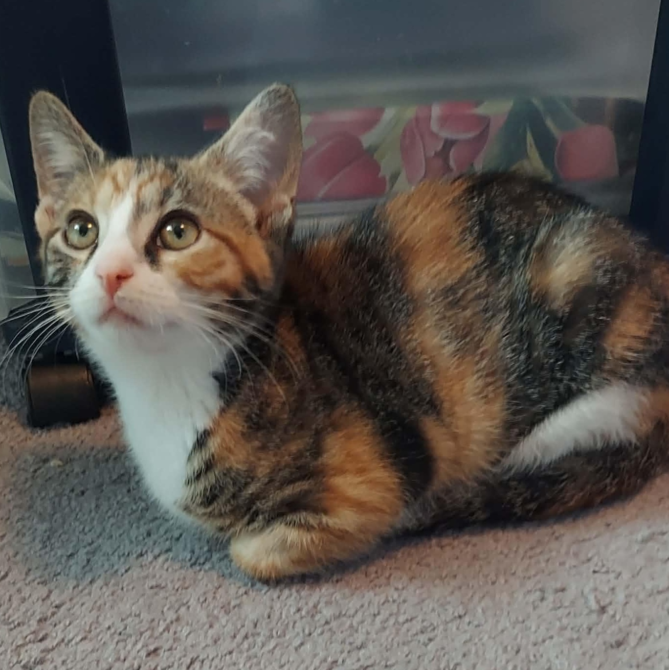 Enlarge Junebug, a Adoptable Domestic Short Hair in North Huntingdon, PA image 3/5