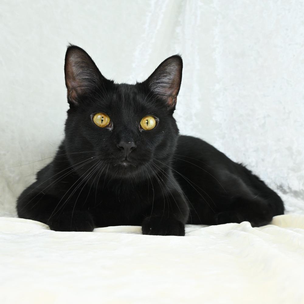 Louie, Adoptable, Young Male Domestic Short Hair.