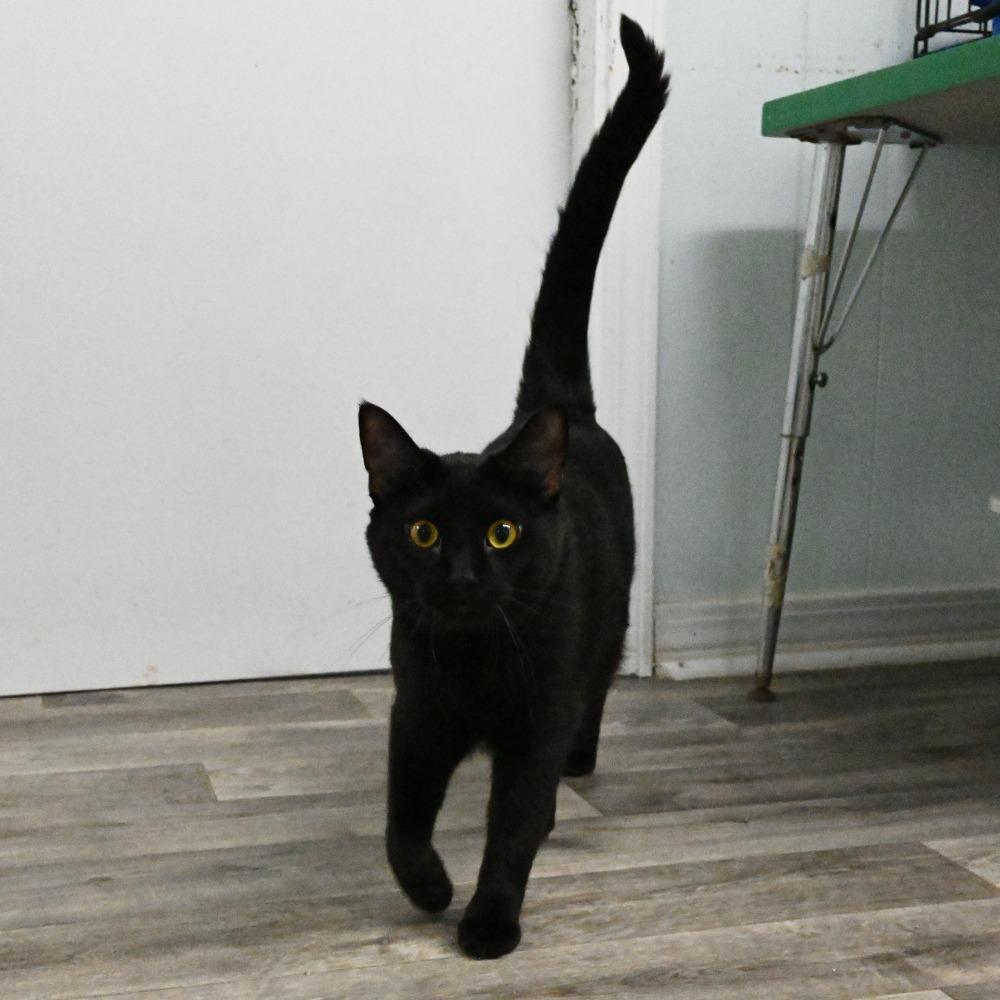 Enlarge Louie, a Adoptable Domestic Short Hair in Mobile, AL image 2/6