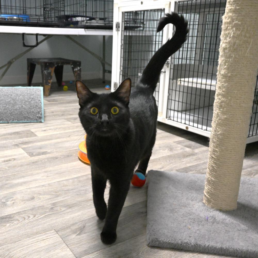 Enlarge Louie, a Adoptable Domestic Short Hair in Mobile, AL image 3/6
