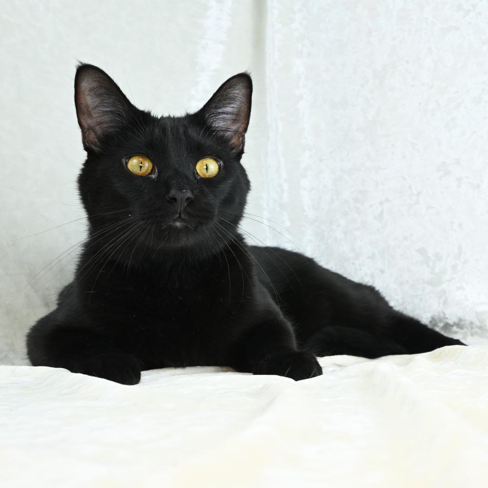 Enlarge Louie, a Adoptable Domestic Short Hair in Mobile, AL image 4/6