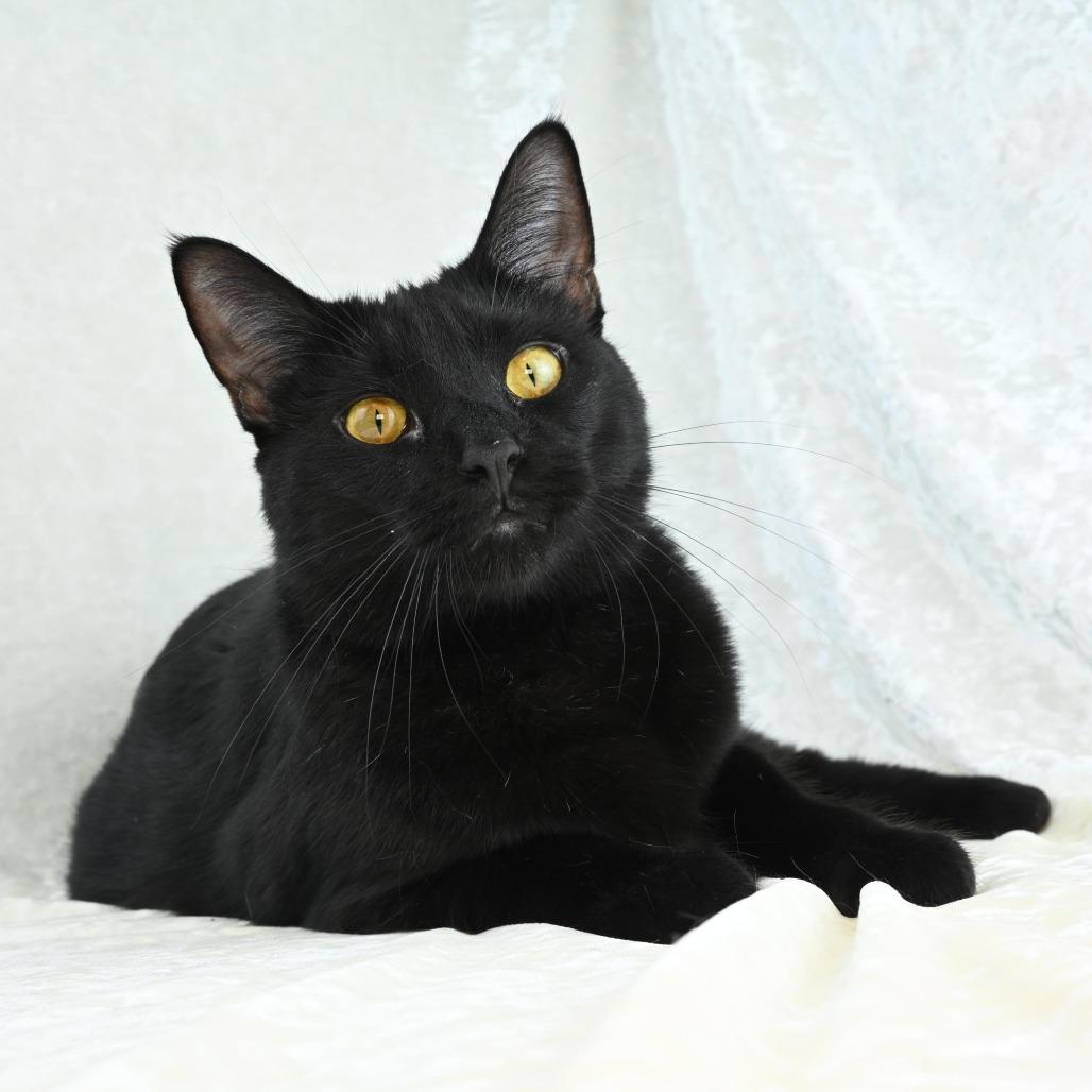 Enlarge Louie, a Adoptable Domestic Short Hair in Mobile, AL image 5/6