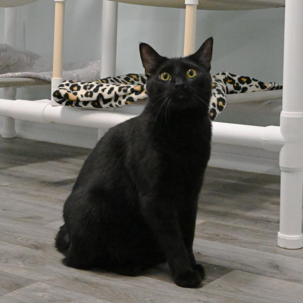 Enlarge Louie, a Adoptable Domestic Short Hair in Mobile, AL image 6/6