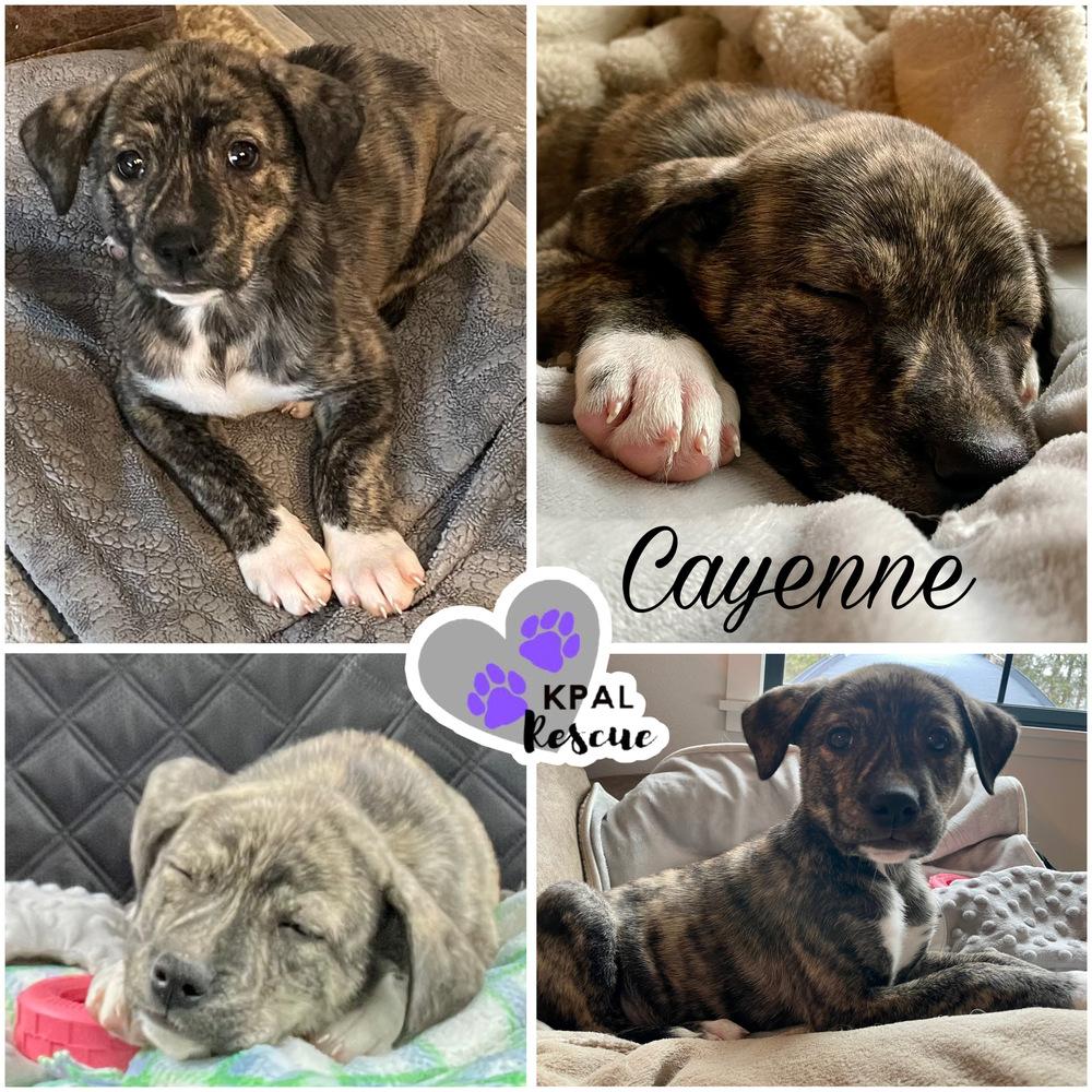 Cayenne - Pepper Litter, Adoptable, Puppy Female Boxer & Mixed Breed.