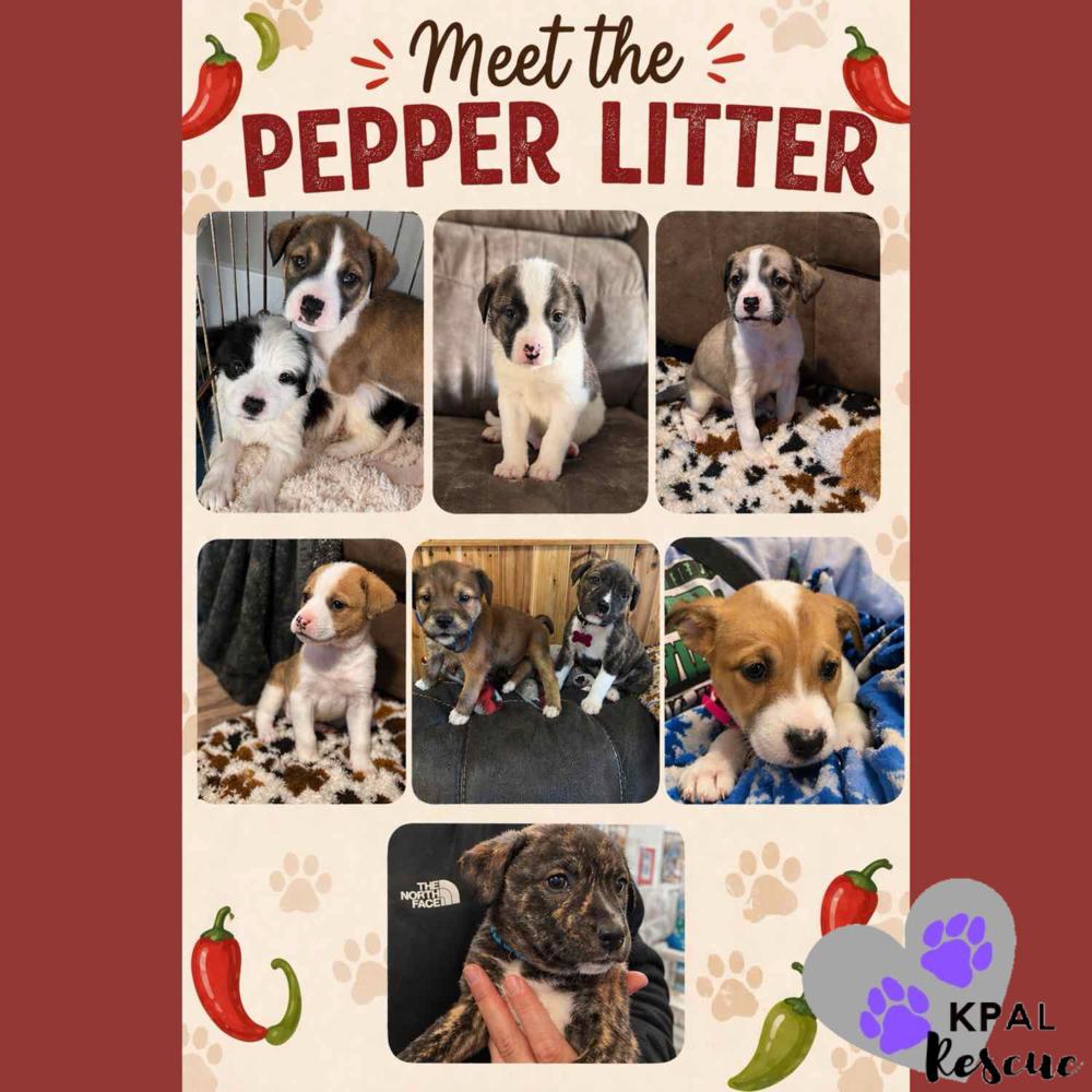 Enlarge Cayenne - Pepper Litter, a Adoptable mixed breed in Kenai, AK image 2/3