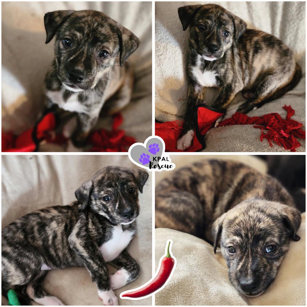 Enlarge Cayenne - Pepper Litter, a Adoptable mixed breed in Kenai, AK image 3/3
