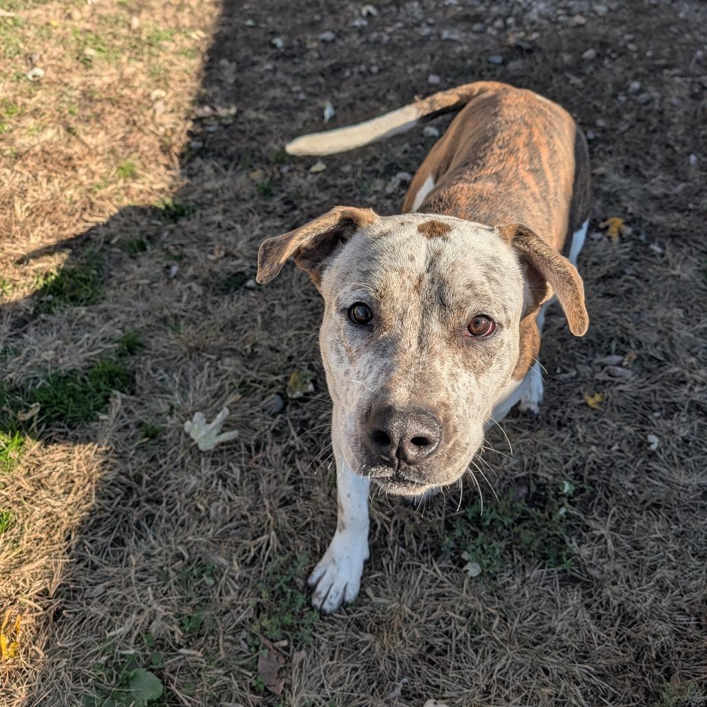 Judd, Adoptable, Young Male American Bulldog.