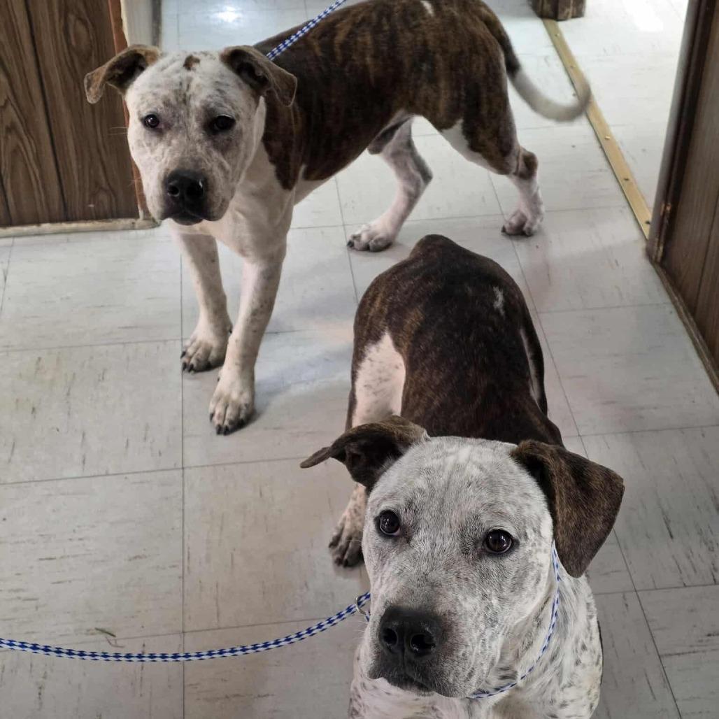 Enlarge Judd, a Adoptable American Bulldog in Jasper, IN image 2/6