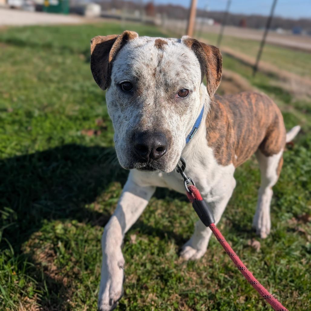 Enlarge Judd, a Adoptable American Bulldog in Jasper, IN image 3/6