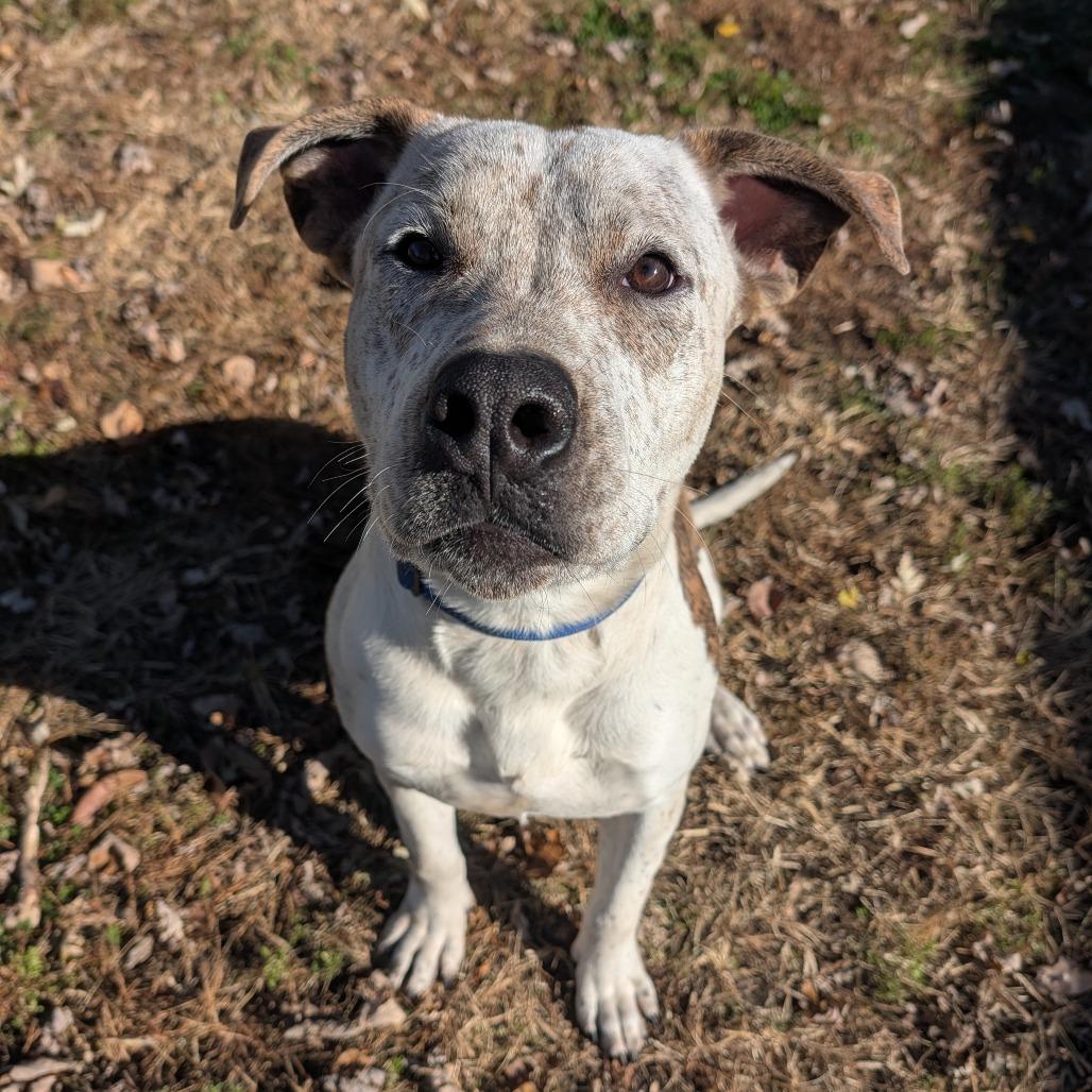Enlarge Judd, a Adoptable American Bulldog in Jasper, IN image 5/6